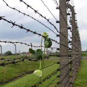 El PSOE condena el Holocausto y recuerda a todas sus víctimas El PSOE condena el Holocausto y recuerda a todas sus víctimas